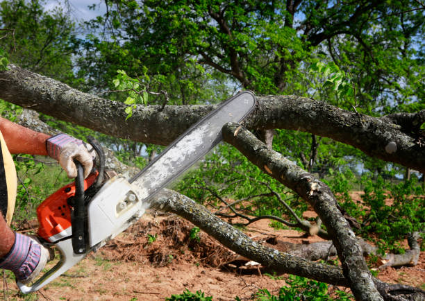 How Our Tree Care Process Works  in  Bradley, IL